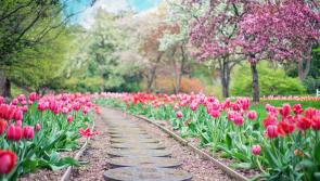 Local Tipperary village to host garden open day in aid of cancer research