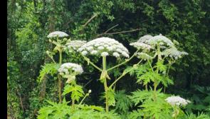Drone survey is determining extent of invasive plant along some Tipperary waterways