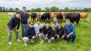 South Korean beef buyers pay visit to Tipperary beef farm