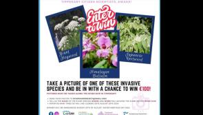 Contest sets challenge of snapping photos of invasive plant species along River Suir in Tipperary