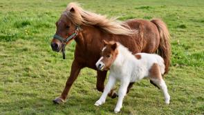 Tipperary woman selected to take part in European pony competition