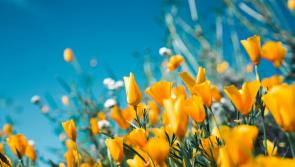 Tipperary people invited to annual garden party on Tipperary border