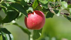 Tipperary eco-village to host community apple festival