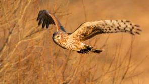 Hen Harrier threat response plan is called 'a failed opportunity'  