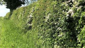 Call out for Tipperary residents to take part in the Hedgerows Ireland photography contest