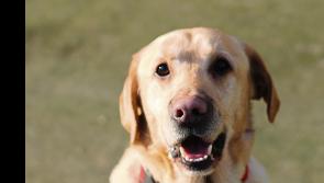 Calls made for the restoration of dog pound in this area of Tipperary
