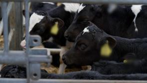 RTÉ Investigates details further “Cruel” and “Unacceptable” treatment of Irish calves