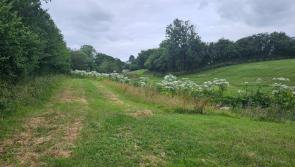 Tipperary public urged to attend public meeting on giant hogweed infestation