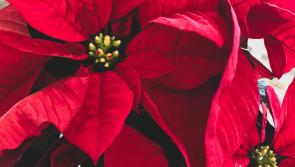 Flower club in Tipperary is gearing up for the festive season