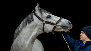 Three Tipperary  studs will be featured on Irish Stallion Trail