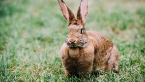 Tipperary authorities begin to crack down on illegal hare hunting and trespassing