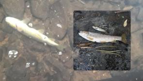 Uisce Éireann convicted and fined over major fish kill following 'harmful' discharge