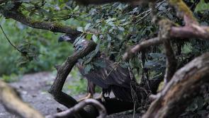 APPEAL: Investigation underway after 'endangered' White-tailed Eagle is shot