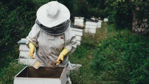 Beekeeping course to start next month in local Tipperary town