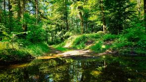 Local Tipperary village announces exciting walk happening this bank holiday