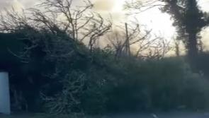 STORM &Eacute;OWYN: Huge trees uprooted in Tipperary blocking busy roads