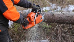 'Well-intentioned' members of the public urged not to use chainsaws in Storm Éowyn aftermath