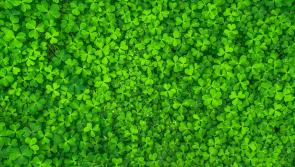 Big prizes to be won at early St Patick's Day table quiz in this Tipperary town