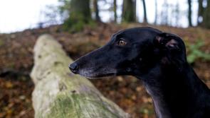 Tipperary Supporters Club set to host special night at the dogs
