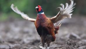 CAMERA CLUB: Tipperary woman sends picture of a majestic pheasant gester 