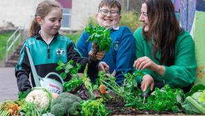 Tipperary primary schools to take part in 'Let's Grow' programme