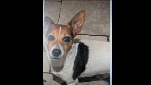 Tipperary gardaí issue appeal as family desperate for information on missing Jack Russell