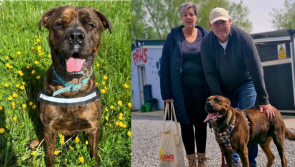 'Look at that smile!'- Lonely dog finally finds home after years in Tipperary dog shelter 