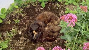 URGENT: Cat in need of medical attention found roaming the streets of Tipperary Town