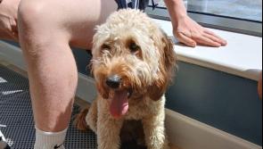URGENT: Mo Chara Animal Rescue need help reuniting lost dog with local owner