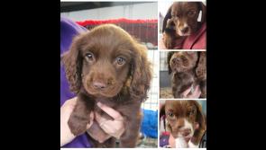NEW: Four puppies arrive at Mo Chara this week, with another five not far behind them!