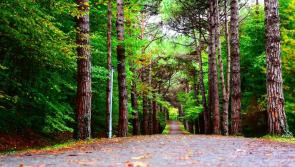 A wellness walk will be held as part of the build-up to Tipperary busking festival