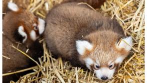 Fota Wildlife Park welcomes two rare red panda cubs and they need names!