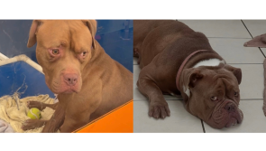 'Those eyes are so sad'- Bro and Adorra get overlooked everyday at animal shelter