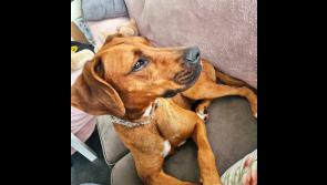CUTE! Female version of Scooby Doo looking for new home at Tipperary rescue centre