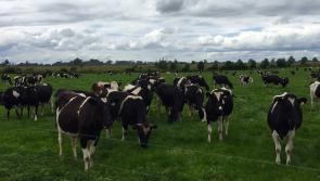 BIG READ: Why one of Tipperary&rsquo;s largest farms is being sold to redress sexual abuse victims