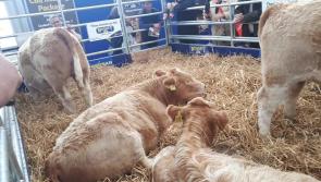 WATCH: Rare Quadruplet calves a big hit at Ploughing