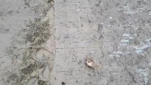 Conditions underfoot have deteriorated as the rain arrives for Day 2 of Ploughing 