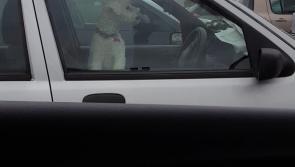 Video: Little DOG BEHIND THE DRIVING WHEEL leaves Tipperary shopper in awe
