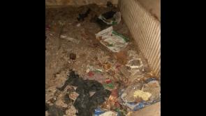 ISPCA and gardaí seize three dogs from 'deplorable conditions' at a Tipperary property