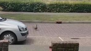 Watch: mother duck leads her duckling family up the garden path
