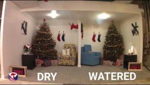 Keep your real Christmas tree watered throughout the festive season