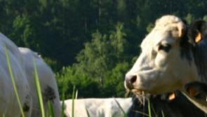 Tipperary farm leader says sector willing to meet climate targets, but State has a role