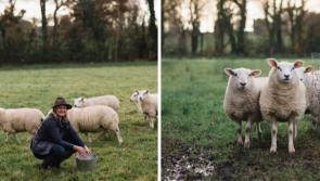 Farming for Nature farm walk with Ailbhe Gerrard in Tipperary