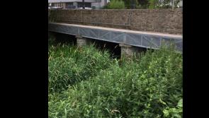 Revealed: Overgrown Tipperary river causing concern amongst locals 