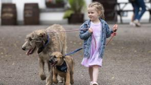 Iconic Irish wolfhounds return to popular tourist attraction Bunratty Castle and Folk Park