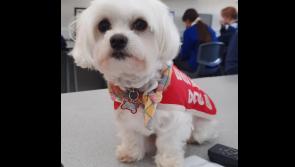 BIG READ: Meet Cali! The lovable 'Wellbeing Dog' at this popular Tipperary school 