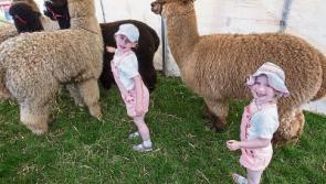 Clonmel Show promises a day full of fun and excitement on Sunday