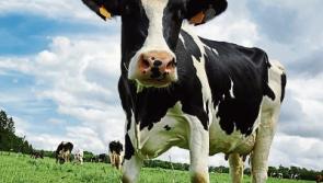 Tipperary farming: heatwave costing dairy farmers €1,750 per week