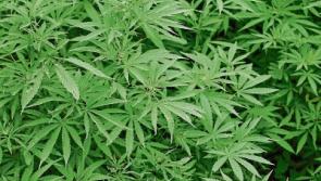 Man receives five year jail sentence for cultivating €42,000 worth of cannabis plants at his Co. Tipperary home