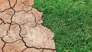 Actions needed to address drought on Tipperary farms